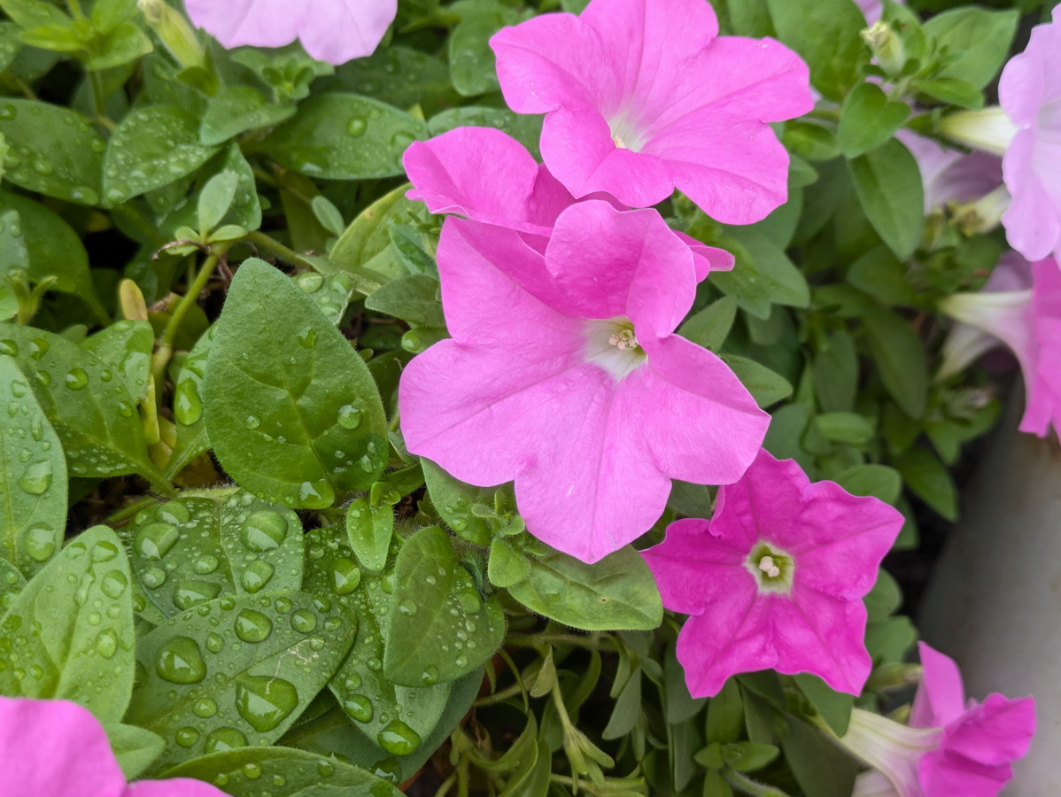 ペチュニアのお花（ピンク）